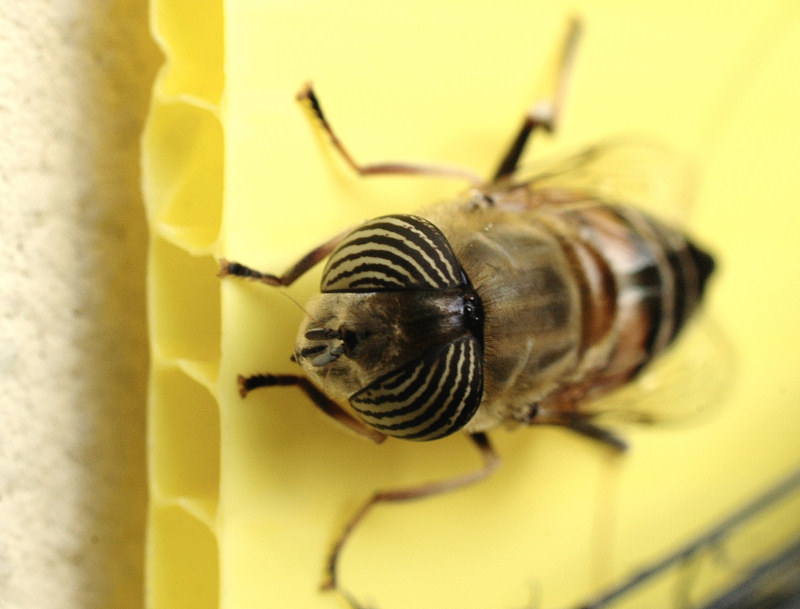 Eristalinus taeniops (f)