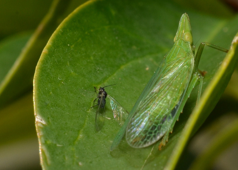 Dictyophara europaea, vero?