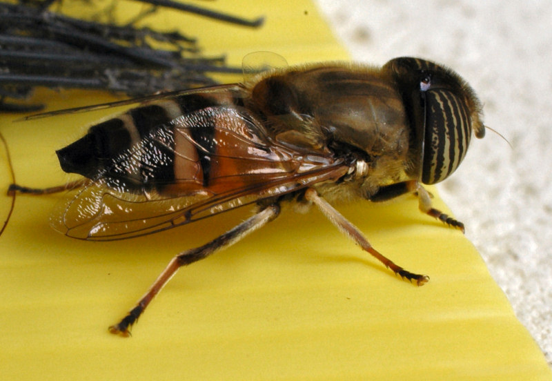Eristalinus taeniops (f)