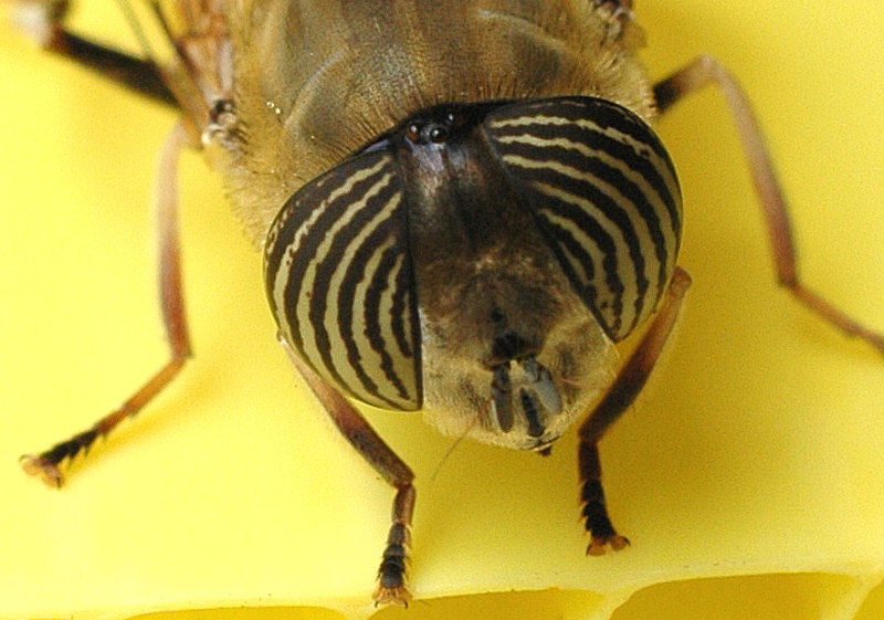 Eristalinus taeniops (f)