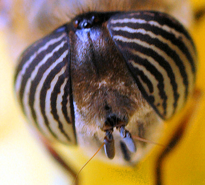 Eristalinus taeniops (f)