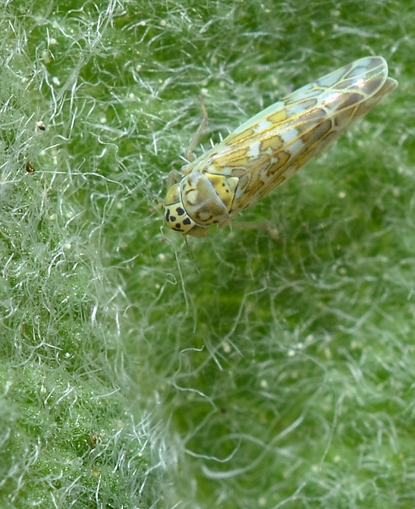 Eupteryx (decemnotata?) 1/4
