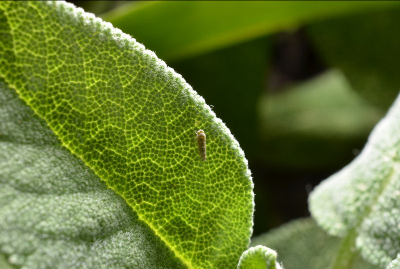 Eupteryx (decemnotata?) 1/4