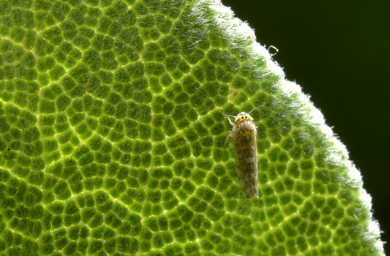 Eupteryx (decemnotata?) 1/4