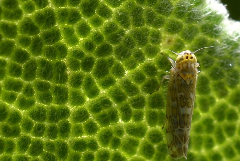 Eupteryx (decemnotata?) 1/4
