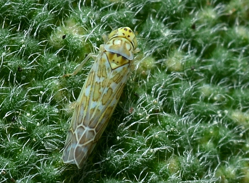 Eupteryx (decemnotata?) 1/4