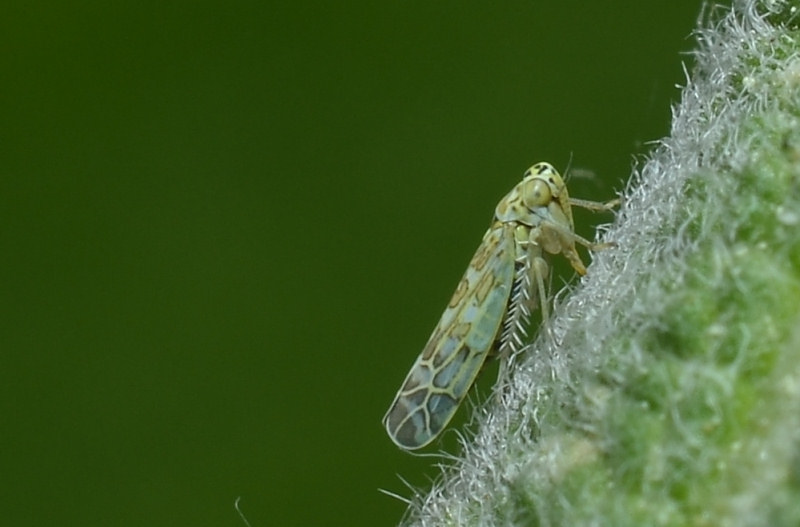 Eupteryx (decemnotata?) 1/4