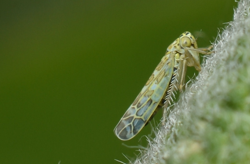 Eupteryx (decemnotata?) 1/4
