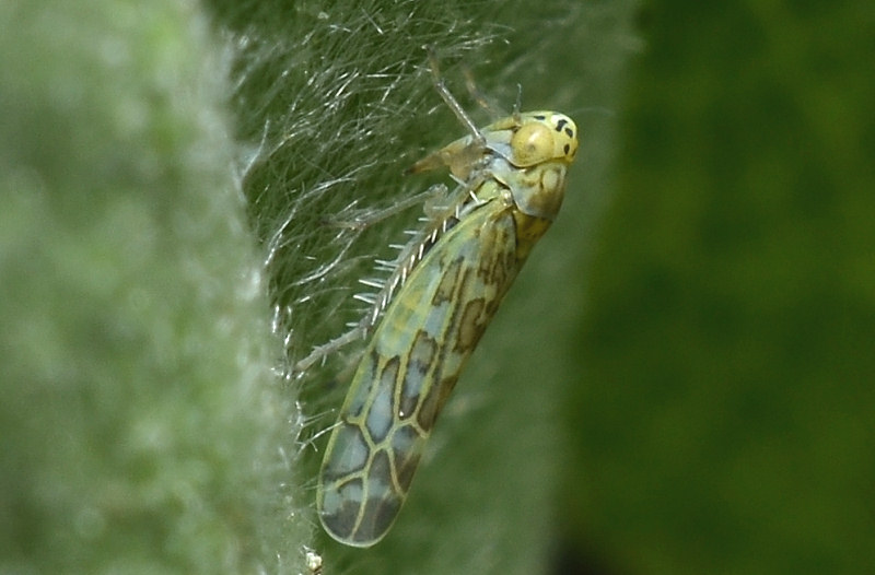 Eupteryx (decemnotata?) 1/4