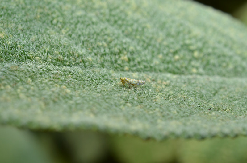 Eupteryx (decemnotata?) 1/4