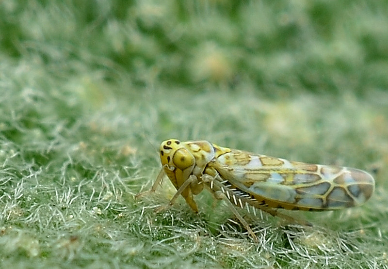Eupteryx (decemnotata?) 1/4