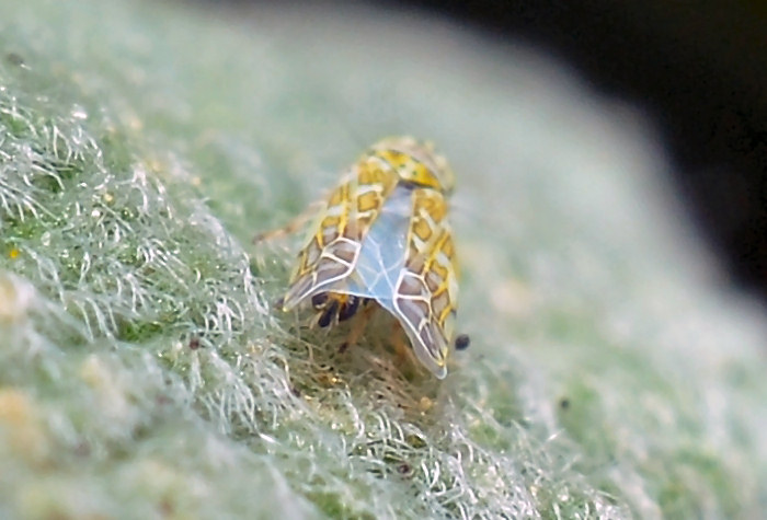 Eupteryx (decemnotata?) 1/4