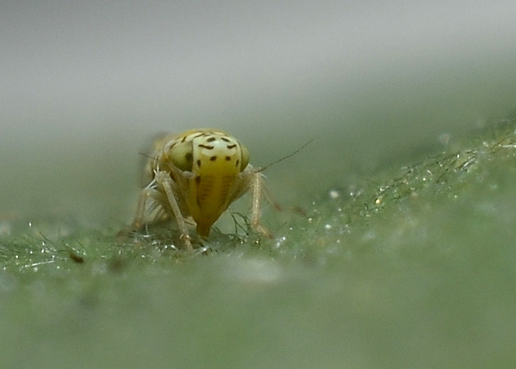 Eupteryx (decemnotata?) 1/4