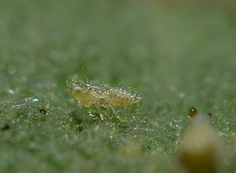 Eupteryx (decemnotata?) 2/4