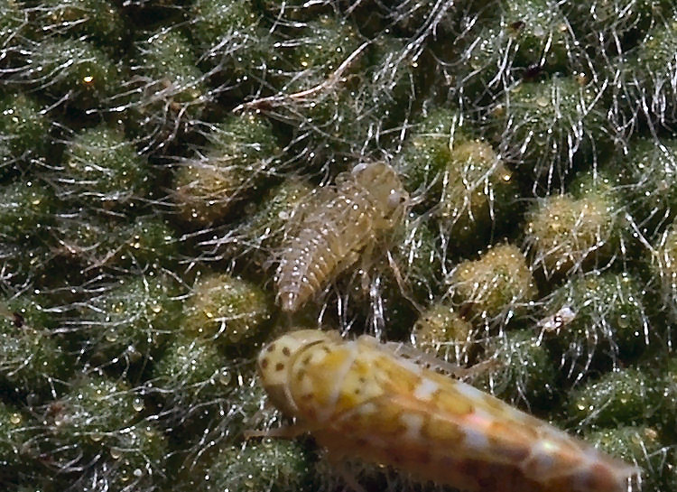 Eupteryx (decemnotata?) 2/4
