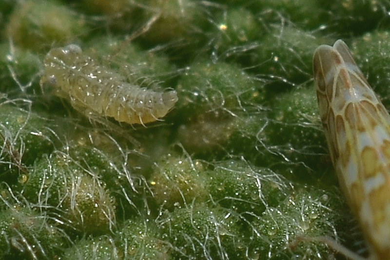 Eupteryx (decemnotata?) 2/4