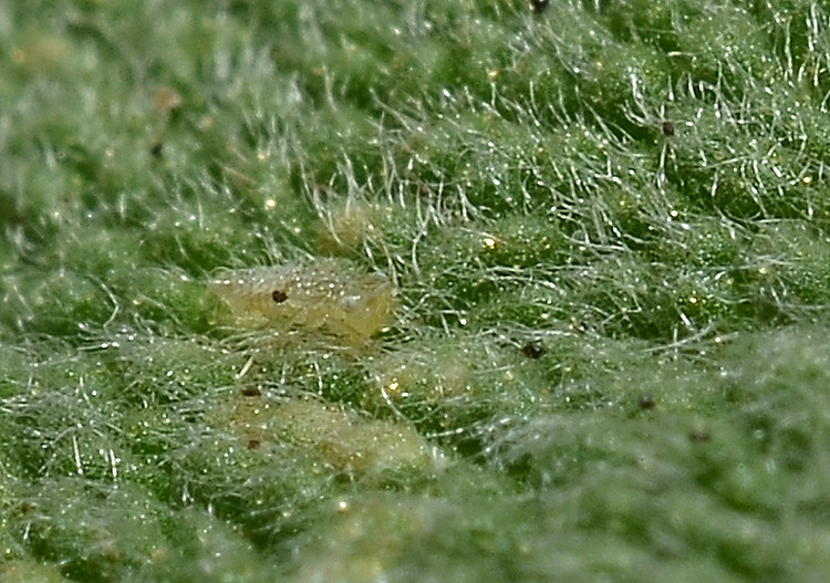 Eupteryx (decemnotata?) 2/4