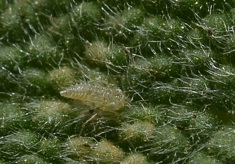 Eupteryx (decemnotata?) 2/4