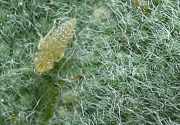 Eupteryx (decemnotata?) 3/4