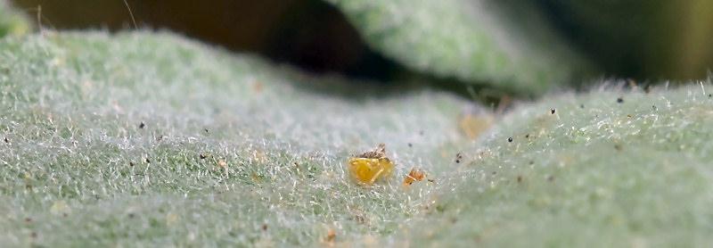 Eupteryx (decemnotata?) 3/4