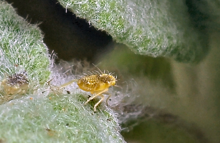 Eupteryx (decemnotata?) 3/4