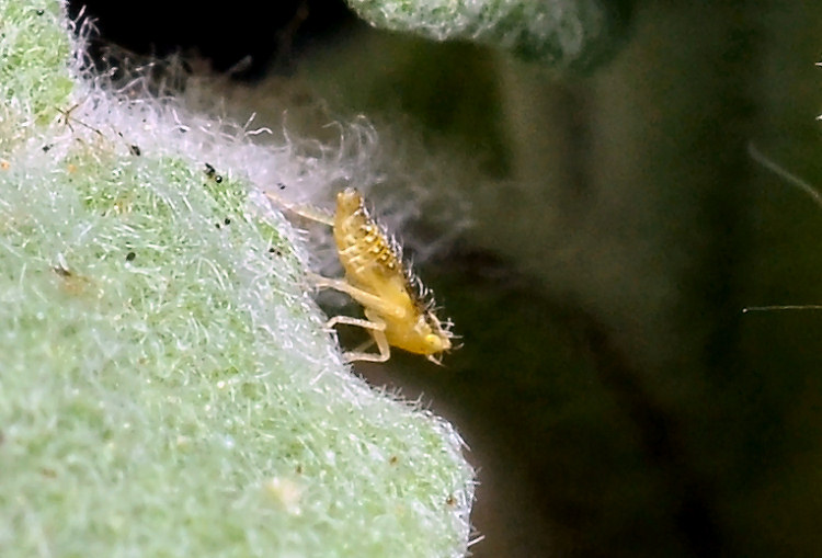 Eupteryx (decemnotata?) 3/4