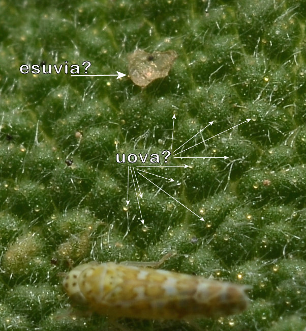 Eupteryx (decemnotata?)  4/4