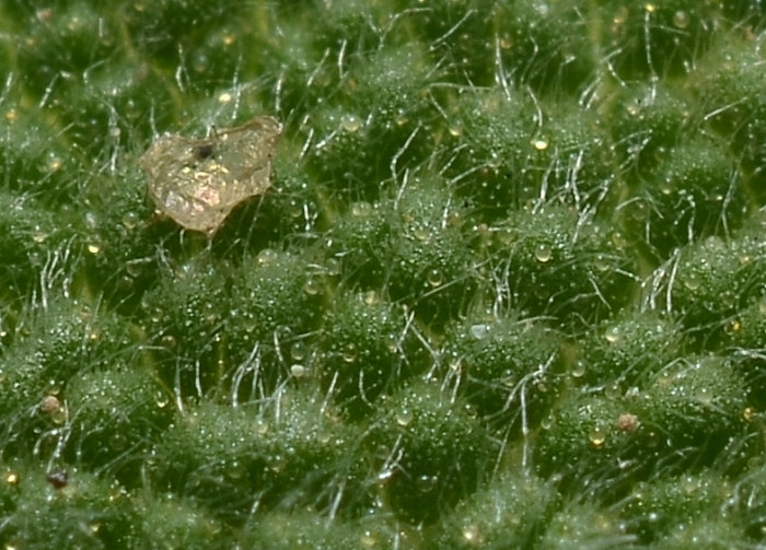 Eupteryx (decemnotata?)  4/4