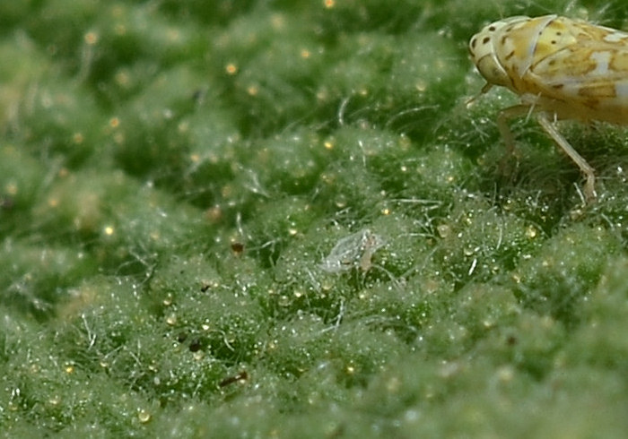 Eupteryx (decemnotata?)  4/4