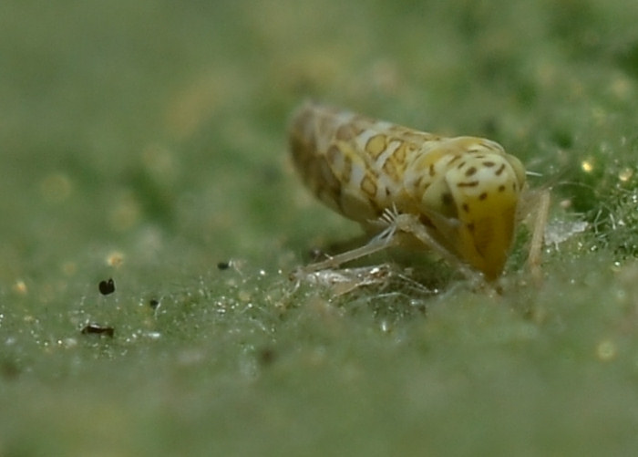 Eupteryx (decemnotata?)  4/4