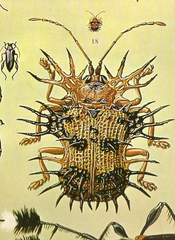 Dicladispa testacea (Chrysomelidae)
