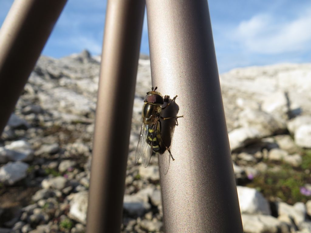 Dittero Syrphidae