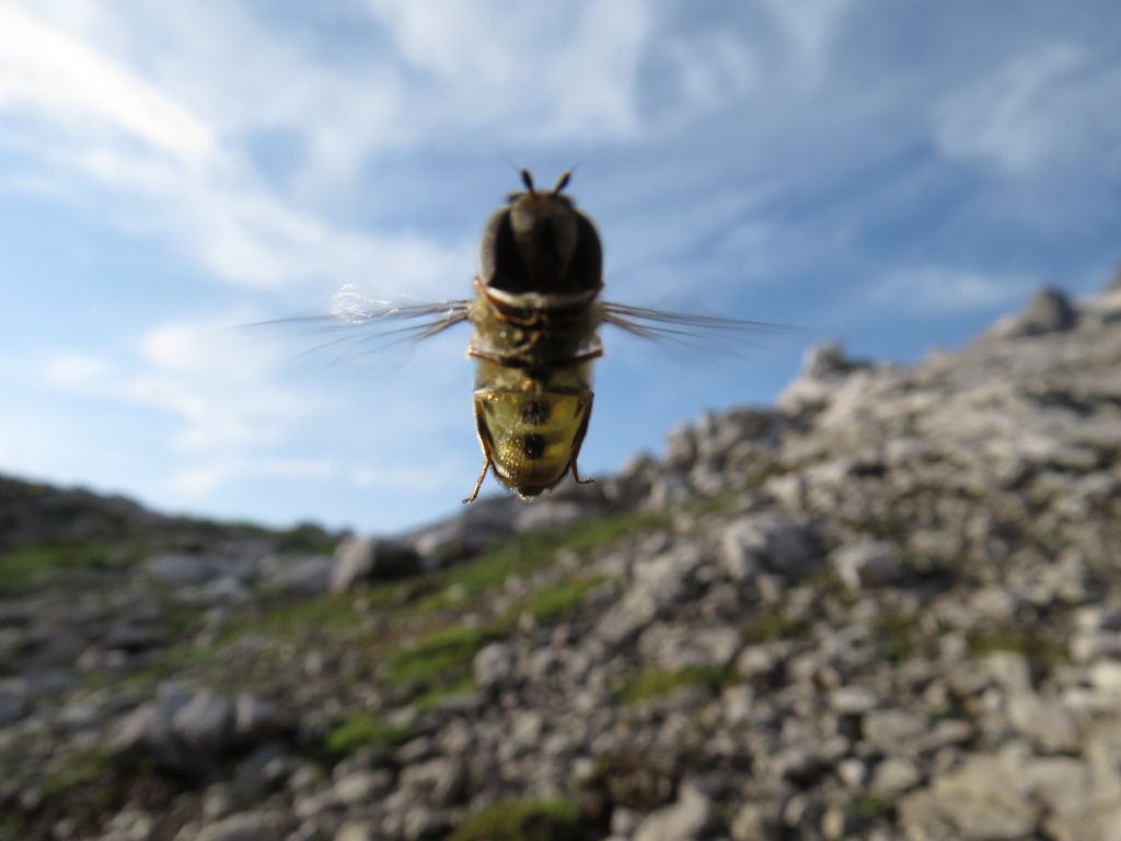Dittero Syrphidae