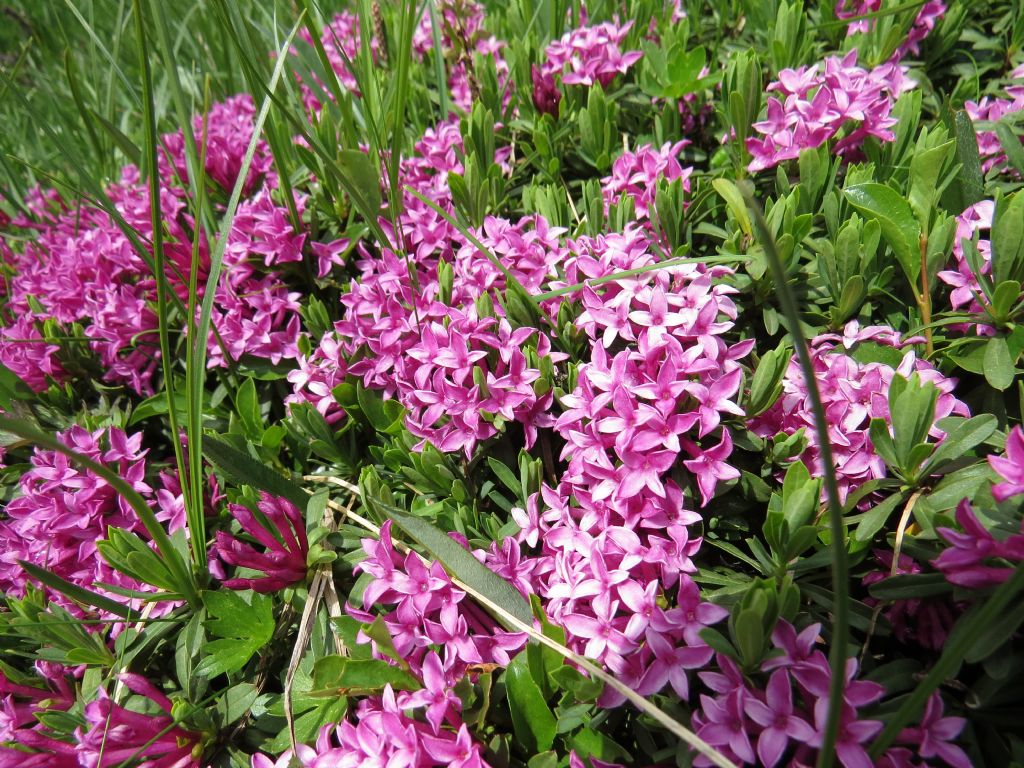 Daphne sp.