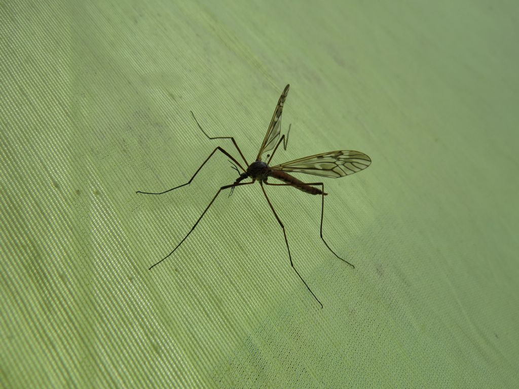 identificazione