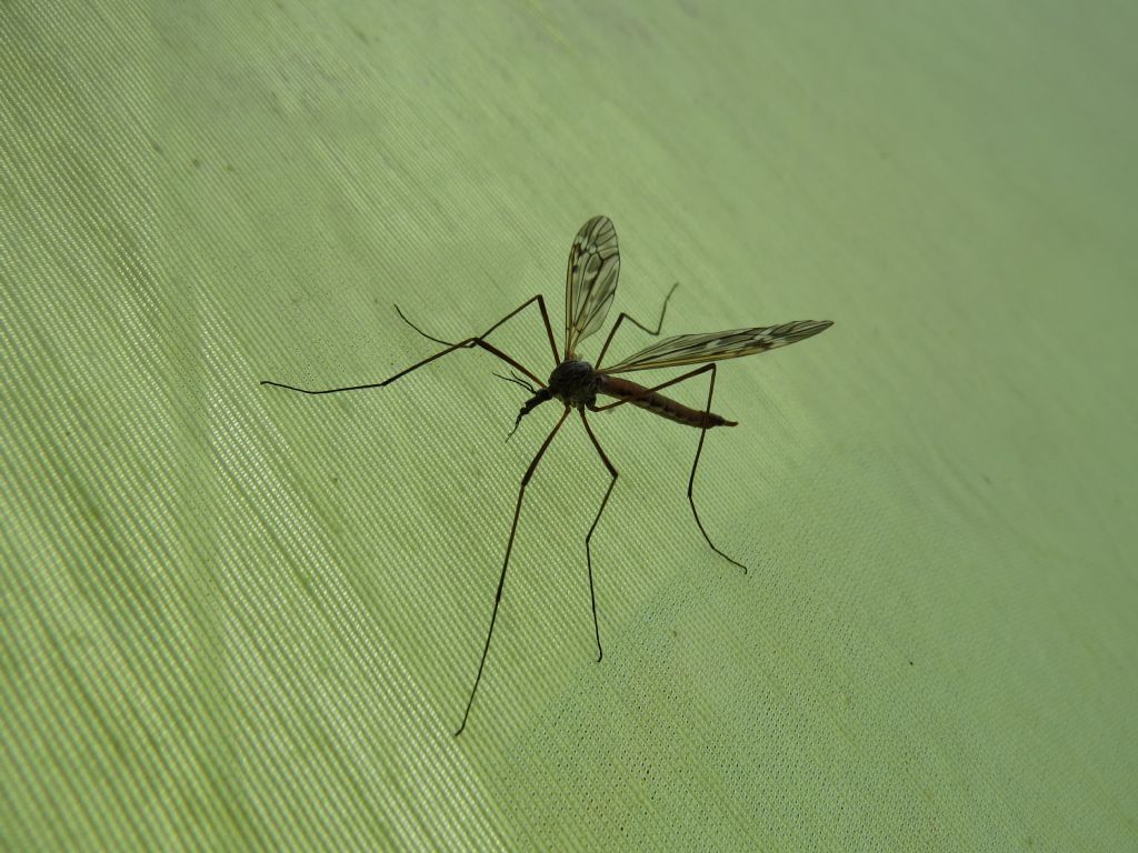 identificazione