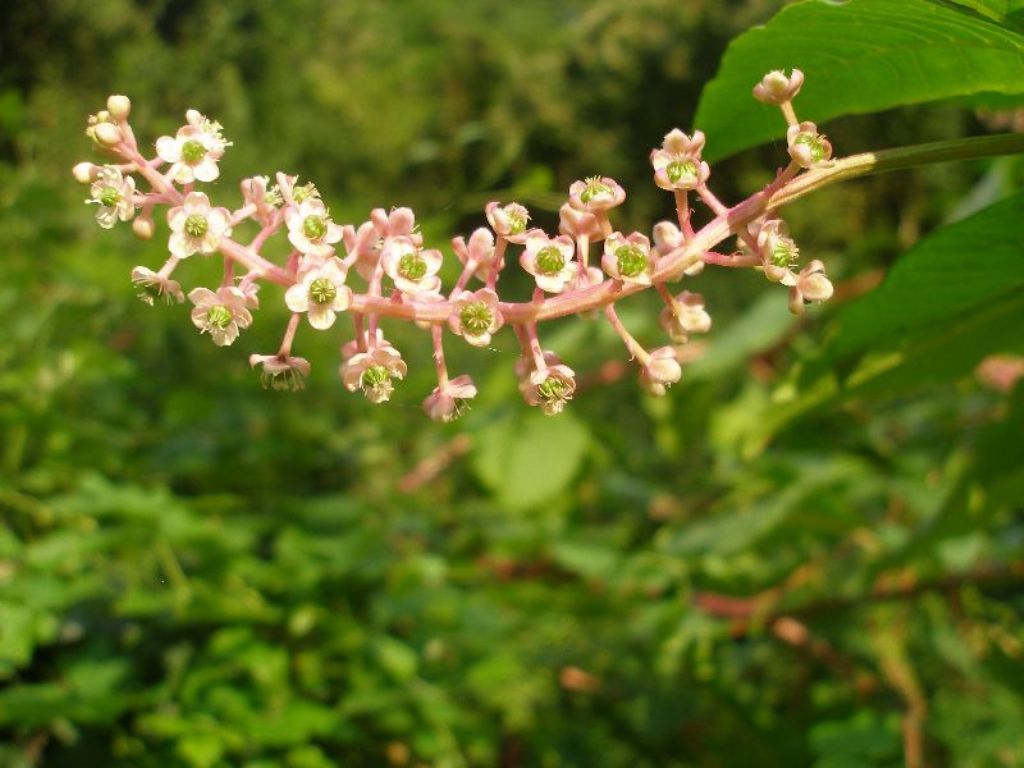 Phytolacca americana