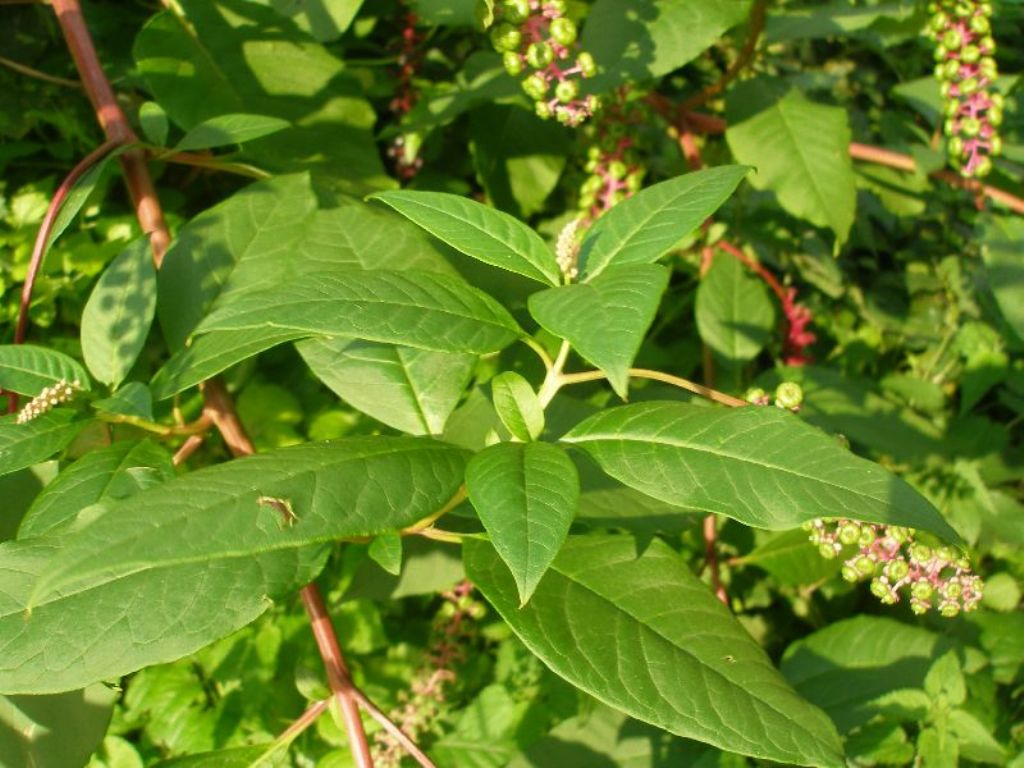 Phytolacca americana