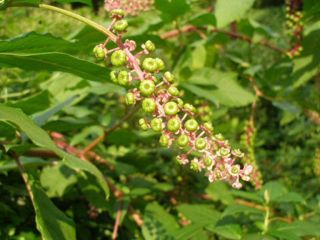 Phytolacca americana