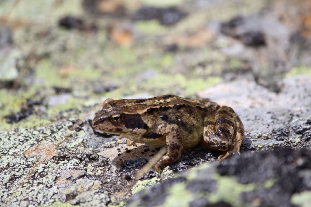 Identificazione - Rana temporaria