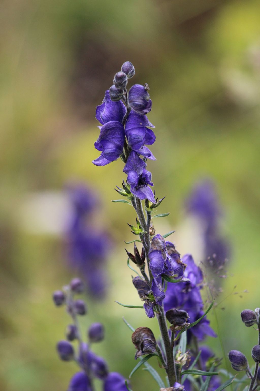 Aconitum napellus / Aconito napello