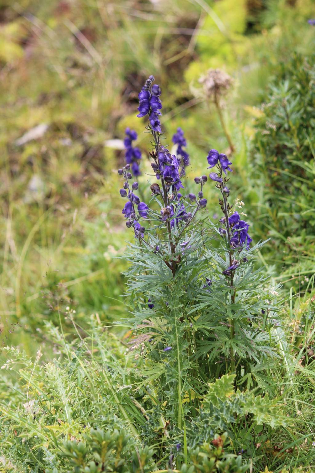 Aconitum napellus / Aconito napello