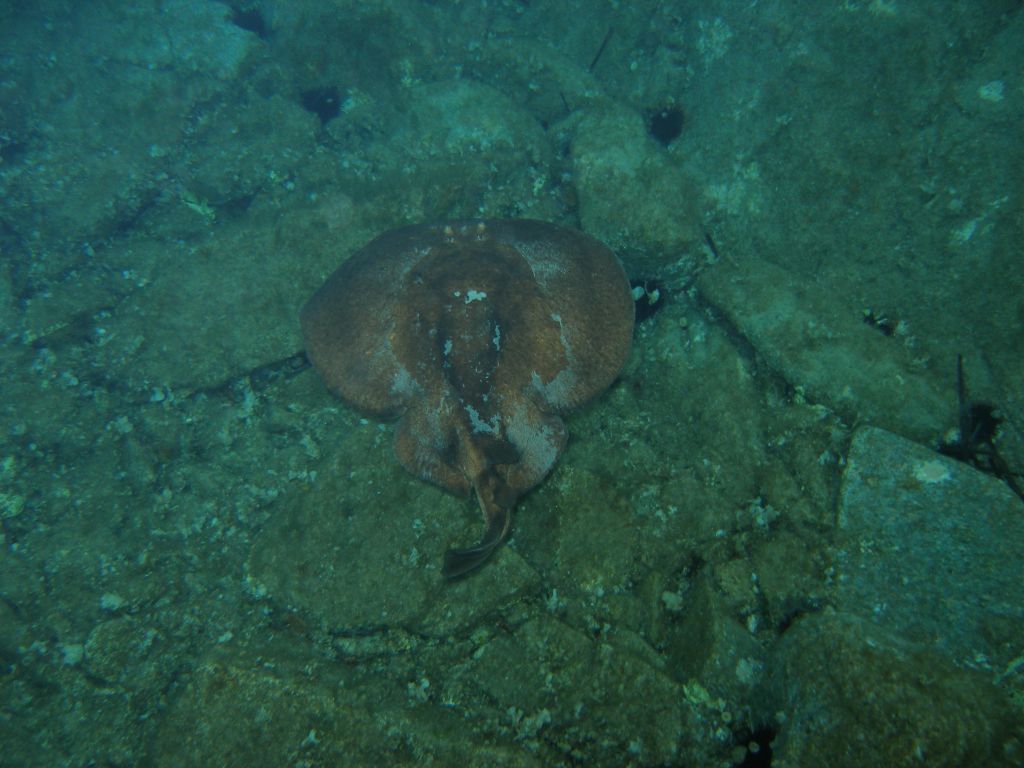 Torpedo marmorata dalla Maddalena