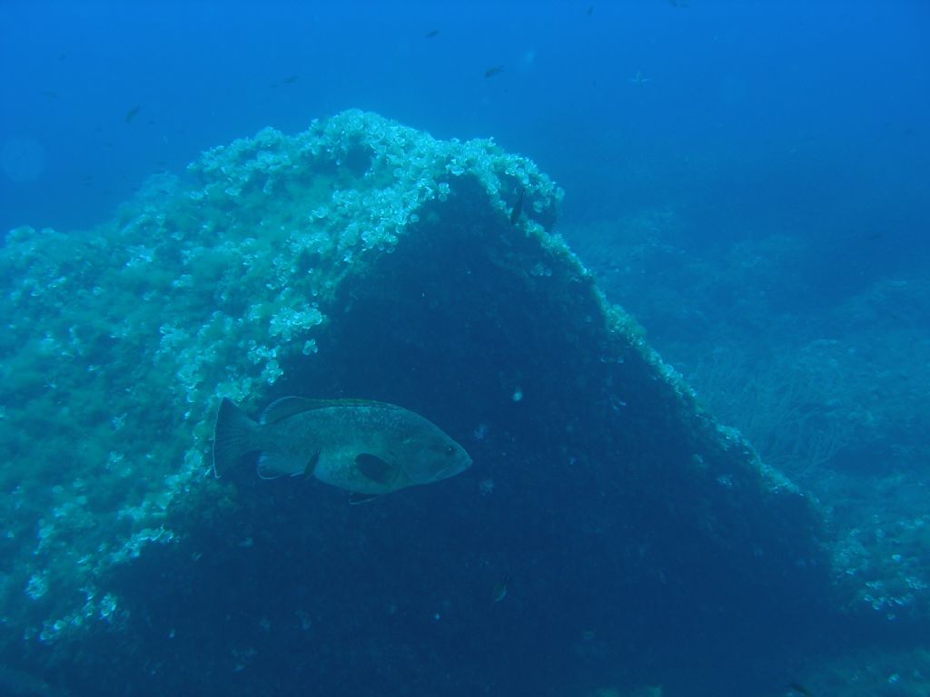 Cernia bruna (Epinephelus marginatus) da Camogli