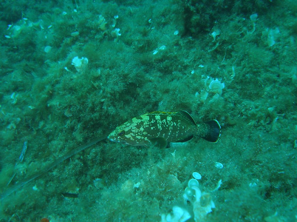 Cernia bruna (Epinephelus marginatus) da Camogli