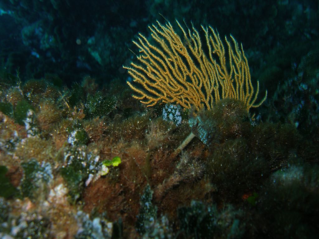 Identificazione