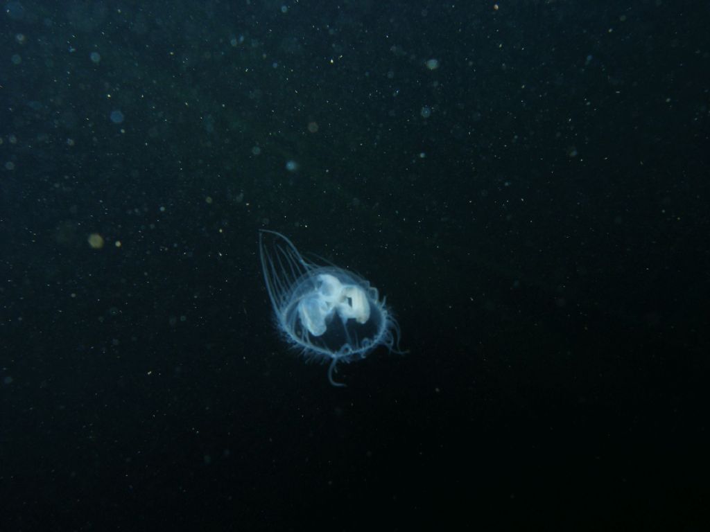 Identificazione
