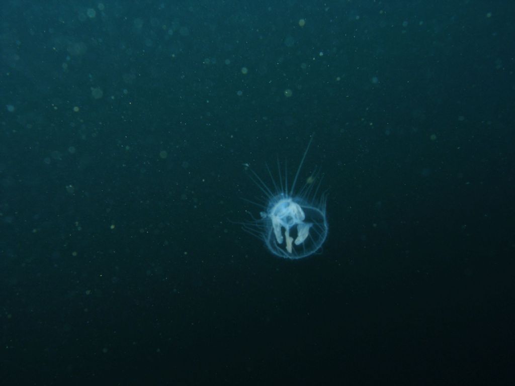 Identificazione