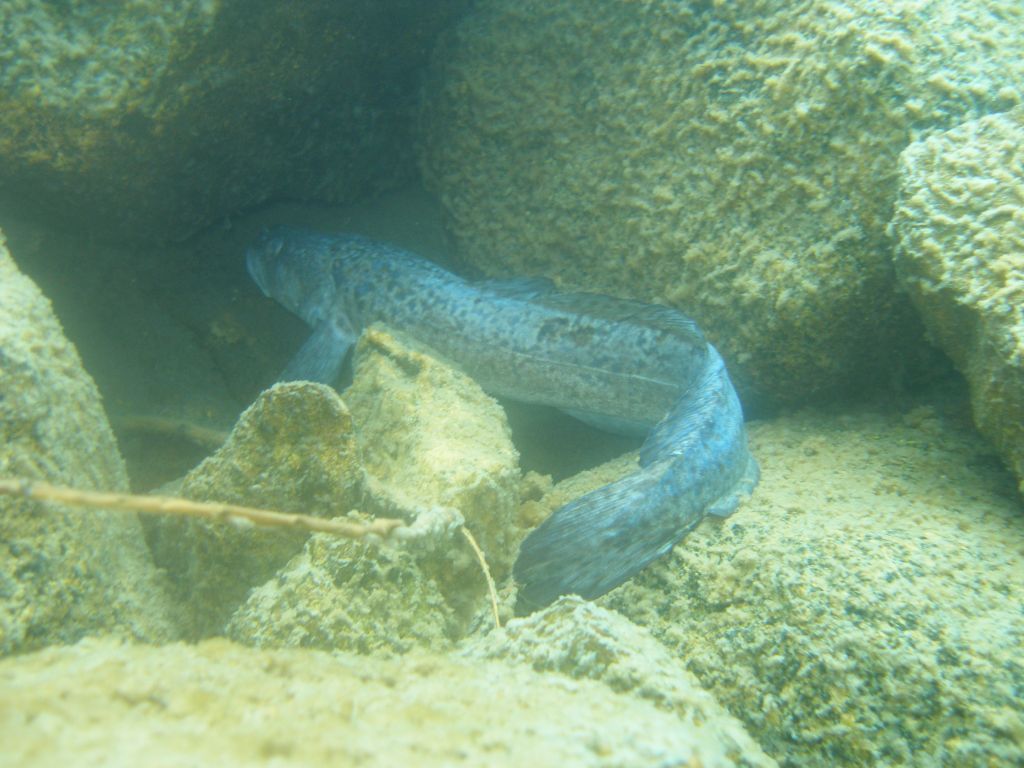 Bottatrice