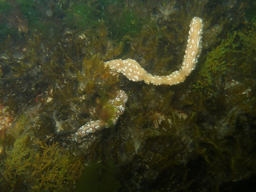 Identificazione (Tunicata?)